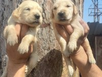 2 aylık golden retriever yavrularım