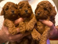 EVİMDEN ORJİNAL TOY POODLE