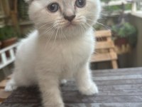 Güzel prensesimiz scottish fold blue point yuva arıyor