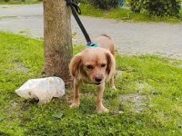 Ücretsiz sahiplendirmek istanbul içi cavalier king charles