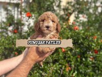 Sevimli Irk Toy Poodle