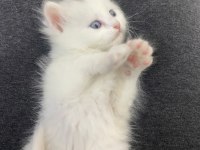 Scottish fold kedimiz