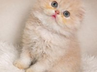 Nadir Renk Crema Scottish Fold