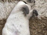 Scottish fold kedim oscar