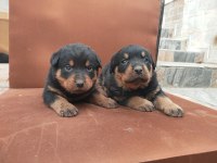 A Klas Kalite Rottweiler Yavruları