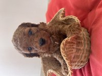 Toy poodle bebeklerimiz ev ortamında büyüyor