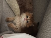 Golden British Longhair Son Yavru