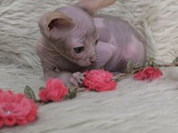 Naked Beauty Sphynx Cattery