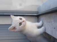 British shorthair