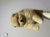 1 aylık pomeranian boo bebeklerimiz
