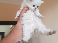 Scottish fold m beyaz mavi gözlü yavrular
