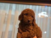 ORİJİNAL TOY POODLE