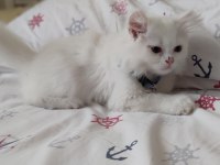 2 aylık British Longhair gayet sağlıklı sorunsuz