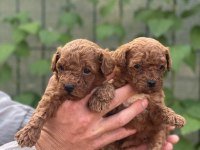 Irk garantili poodle bebeklerimiz için geç kalmayın