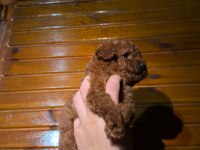 Kore Kan Toypoodle 