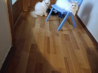 British longhair pamuk sevimli erkek