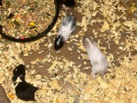 Siyah Minik Kömür Hamster Yavrularımız
