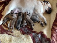 Pug mops yavru