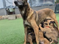 Şampiyon Kan Hattından Geleceğin Çalışma Köpekleri