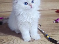 British shorthair harika bebekler