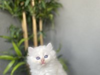 BRITISH LONGHAIR BEYAZ YAVRULARIM 