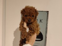 Kilo ve boy garantili poodle yavrularım