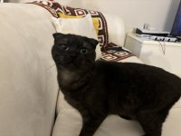 Scottish fold kedimize yuva arıyoruz