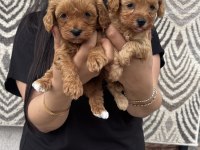 Ufacık maltipoo yavrularım