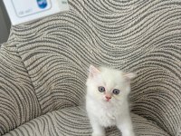 Küçük can kedilerim
