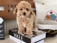 Show Kalite Tea Cuo Kore Maltipoo Yavrumuz