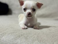 Şivava köpeğimiz 3 aylık aşıları tam