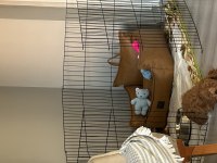 3 aylık yavru toy poodle köpeği
