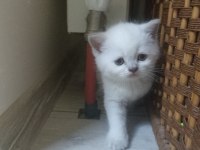 British shorthair blue point yavruları