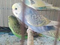 Yeni Yeme İnmiş Bebek Muhabbetler