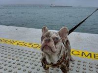 FRENCH BULLDOG OĞLUMA DİŞİ ARIYORUM