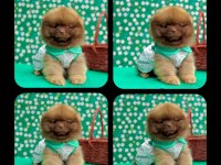Pomeranian Boo Dişi Yavru Köpeğimiz