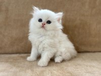 EŞSİZ GÜZELLİKTE CHİNCHİLLA ERKEK YAVRUM