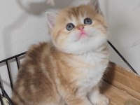 British Shorthair Kedisi