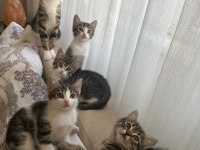 KEDİLERİMİZE ACİL YUVA ARANIYOR