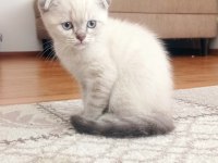 Safkan Blue Point Scotish Fold