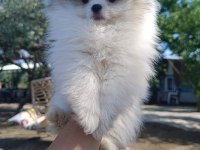 Pomeranian Erkek Ve Dişi Yavrumuz