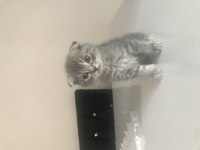 1.5 aylık dişi acil scottish fold