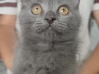 British shorthair kızımıza yuva arıyoruz