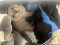4 aylık cins scottish fold blue point kedim