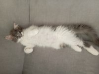 Nazik Maine Coon Devler Yuvasını Arıyor