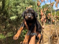 Doberman Köpeği Yavrularımız