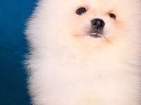 Mükemmel kalite ultra mini pomeranian boy 2kg geçmeyecek