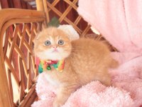 Scottish Fold Top Kafa Erkek