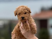 TOY POODLE YAVRUMUZ YENİ AİLESİNE HAZIR