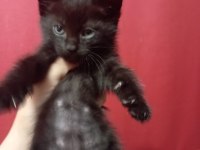 british shorthair 2 aylık